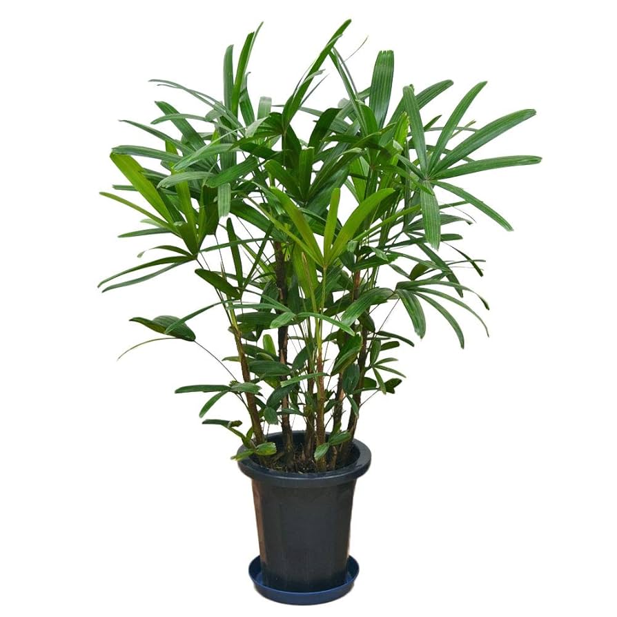【現品】観音竹（カンノンチク）　8号　紺鉢　（B) 現品】観音竹（カンノンチク） 8号 紺鉢（2） : 花のアリマツ
